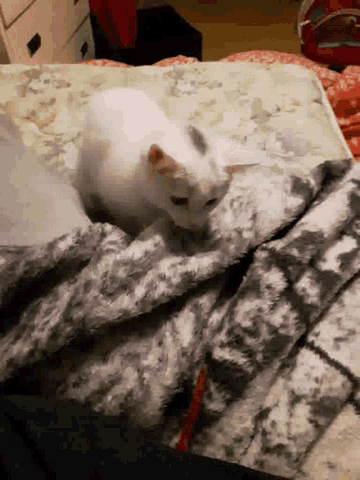 Cats Play GIF , Cats Play Kitten , Discover \u0026 Share GIFs
